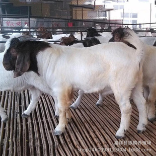 ���N����ɽ�� �ź��s����  ����ɽ������N���Bֳ