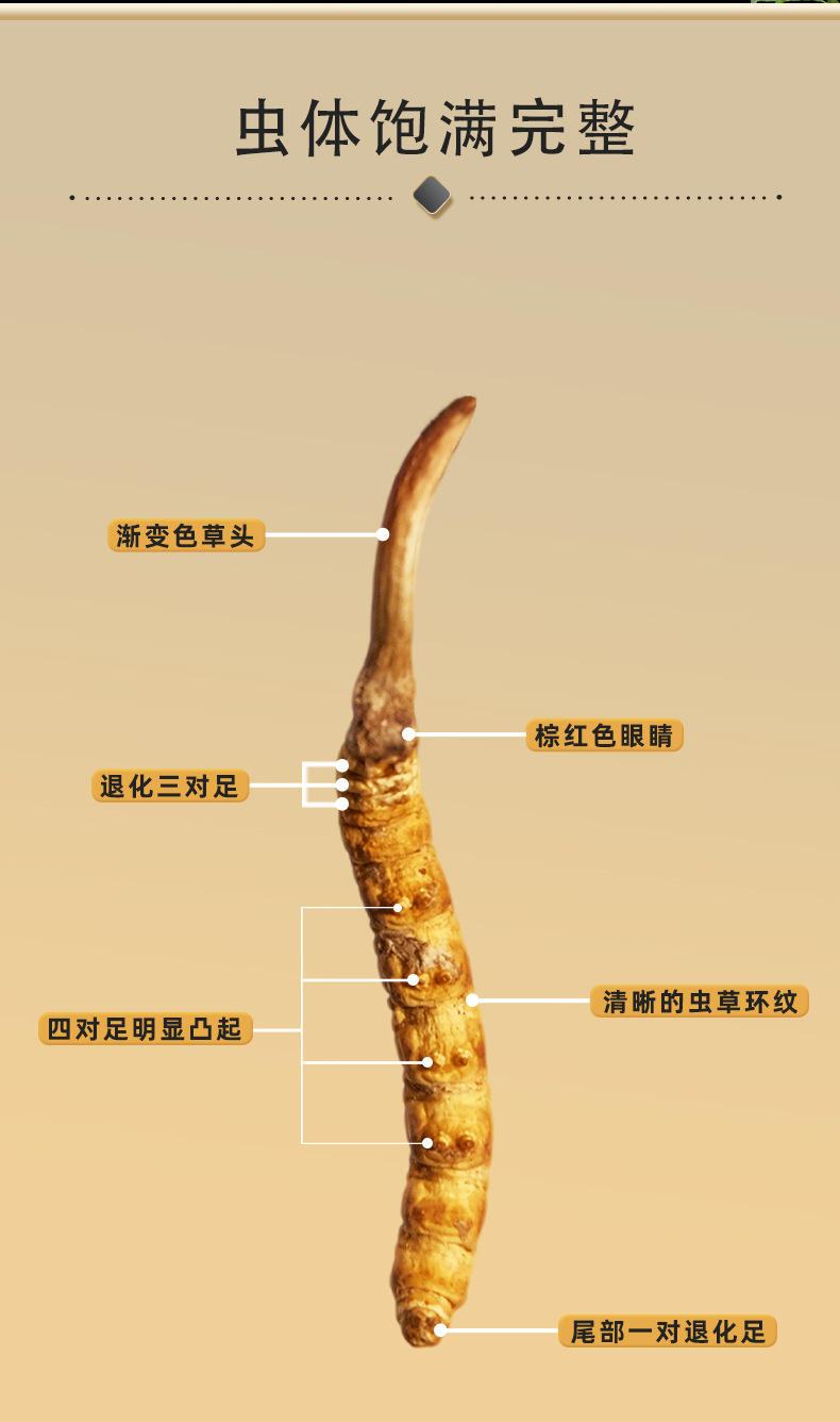 Premium Cordyceps Sinensis Gift Box Dried Tibetan Cordyceps for Traditional Herbal Soup key features