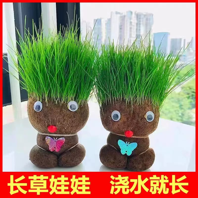 草头娃娃可爱长草公仔猫草绿植物小盆栽室内桌面儿童创意迷你水培
