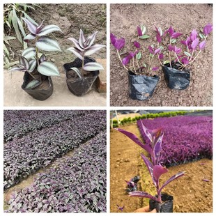 ����÷���~�����÷���_�m��ɫ���ر��҃�ͥԺ���ܻ������l