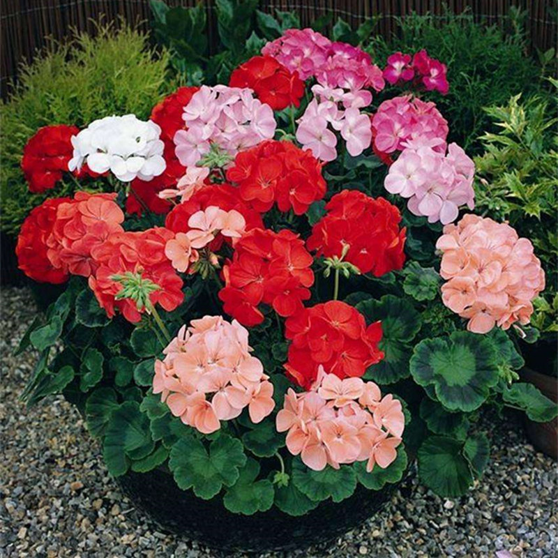 批发天竺葵花籽种子种孑洋绣球花苗重瓣四季垂吊钓盆栽进口大花多