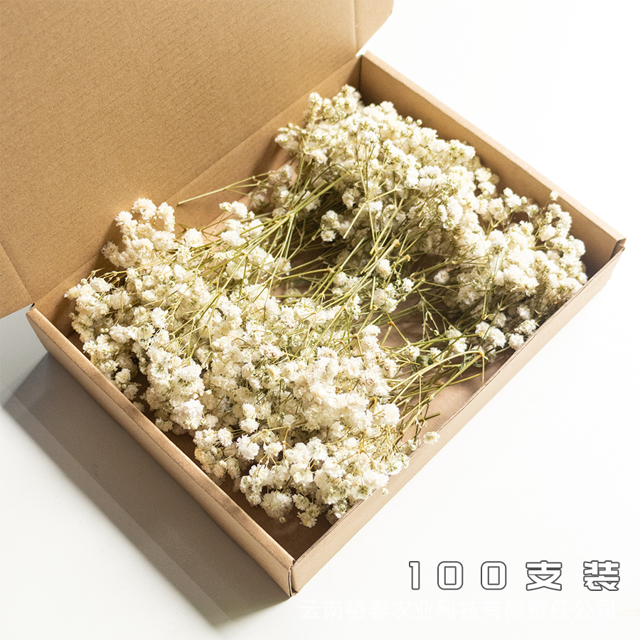 녹색 극 흰색 안개꽃 100개 상자