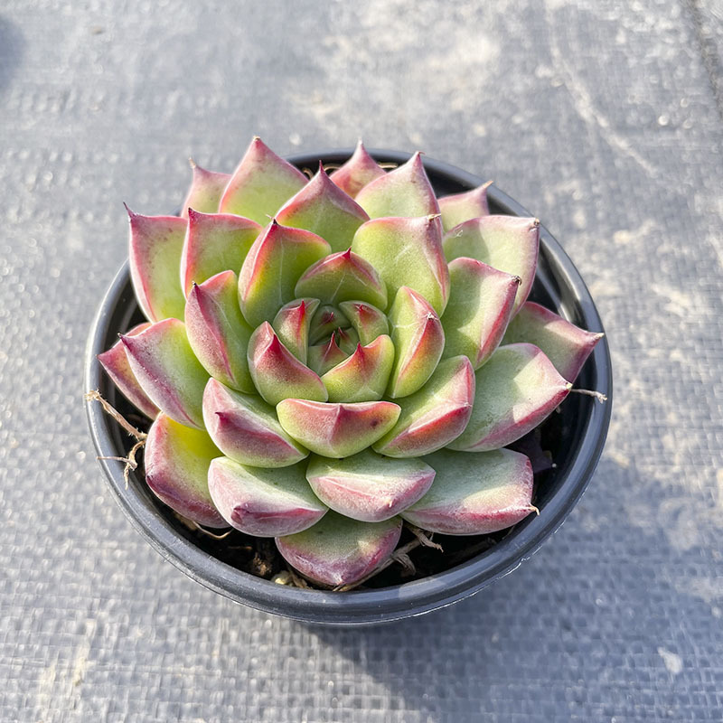 화재용 흰색 원형 냄비 6-8cm(플라스틱 냄비는 배송이 용이함)