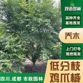 低分枝鸡爪槭树苗四川园林绿化别墅庭院盆景四季常青造型风景大树