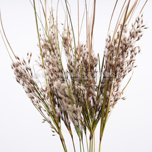 [Yongsheng Mountain hairy grass] natural plant flower arrangement flower flower art matching material dried flower material wholesale