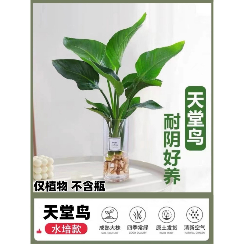 [손실보상] 엄선된 극락조 40-50cm 1개 + 무료 영양액