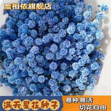 满天星花种子四季开花不断易养易爆盆寄语浪漫爱情客厅阳台花种子