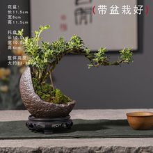 hs金边六月雪悬崖造型小盆栽植物办公桌面摆件室内开花盆栽盆景