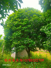 桂林低分枝桂花树直径15-20公分园林绿化树苗基地批发