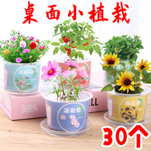 幼儿园开学儿童小礼物地推实用小礼品桌面小植栽小学生玩具小奖品