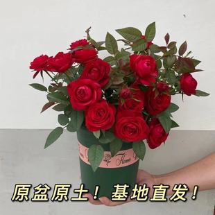 Cold-Resistant and Easy-To-Live Rose Roses Bloom in All Seasons, Indoor Potted Green Plants, Balcony Ornamental Florals, Original Pots with Florals Sen Sheng