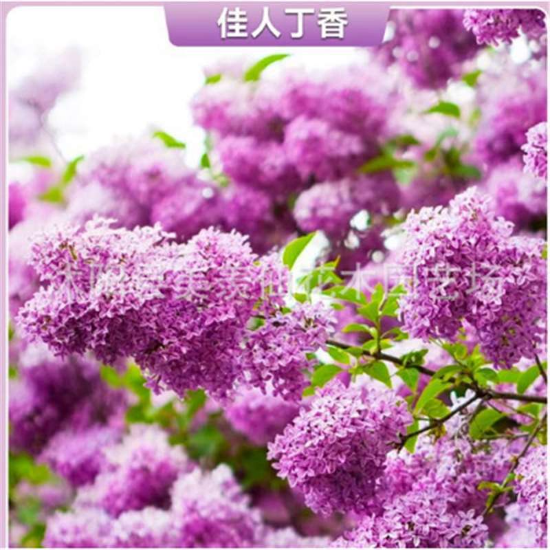 跨境紫丁香种子 优丁香树种子耐寒树种 白丁香小叶暴马丁香花种子