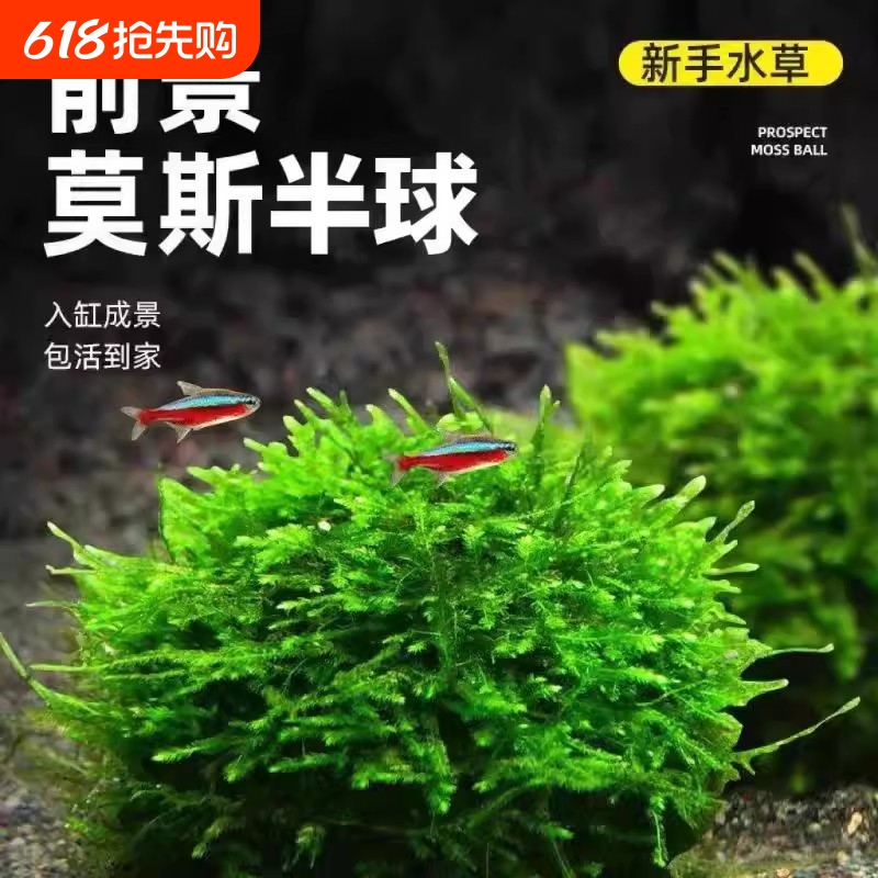 Aquarium Moss Aquatic Plants Hemisphere Mousse Plant Green Algae Ball Foreground Landscaping Small Fish Tank Special Freshwater Net Mat Easy to Maintain