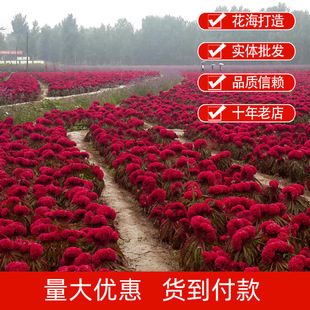 �Pβ�u�ڻ��N��ͥԺ�����ļ��N�׻������ͺ����⻨���Ƞ��u�ڻ���