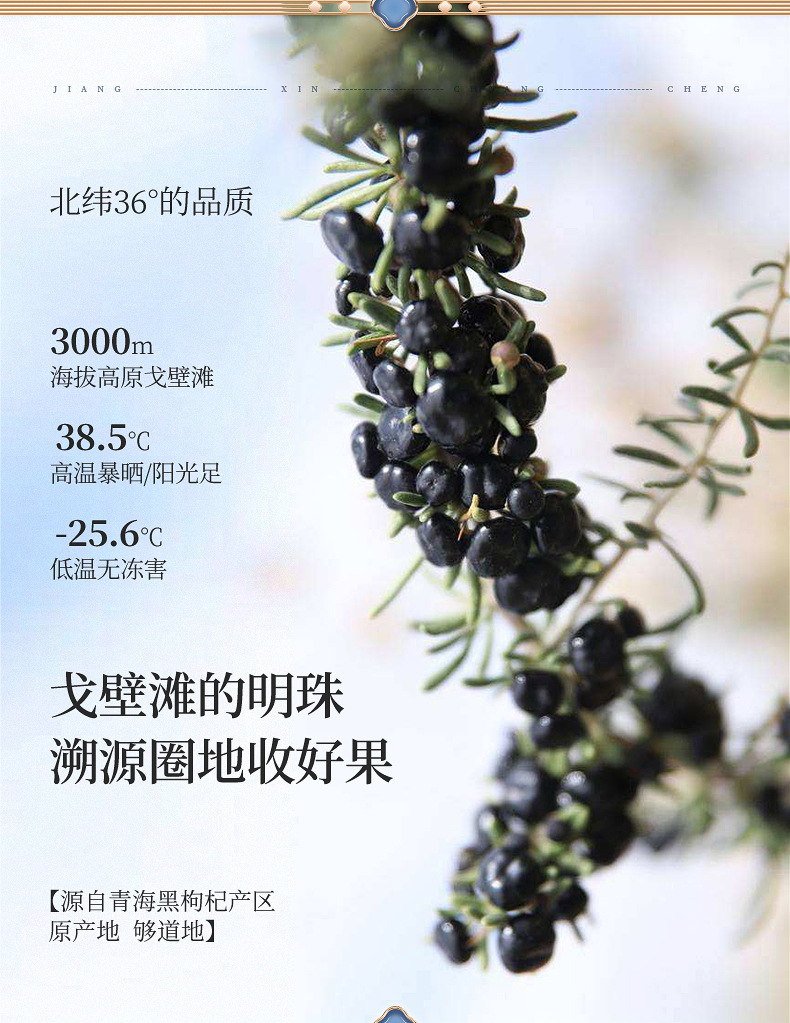 Black Goji Berry Gift Box 360g Premium Qinghai Dried Wolfberry Fruit Ready to Eat in use