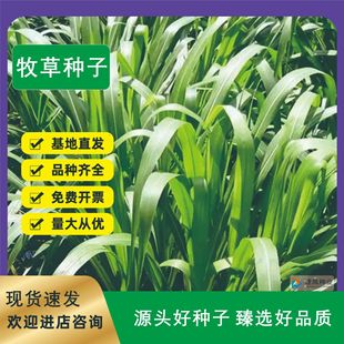 Forage Seeds Winter Pasture 70 Rye Grass Alfalfa Sudan Grass Tall Grass Large-Leaf Chicory All Year Round Cattle, Sheep, Fish, Chickens, Ducks and Geese