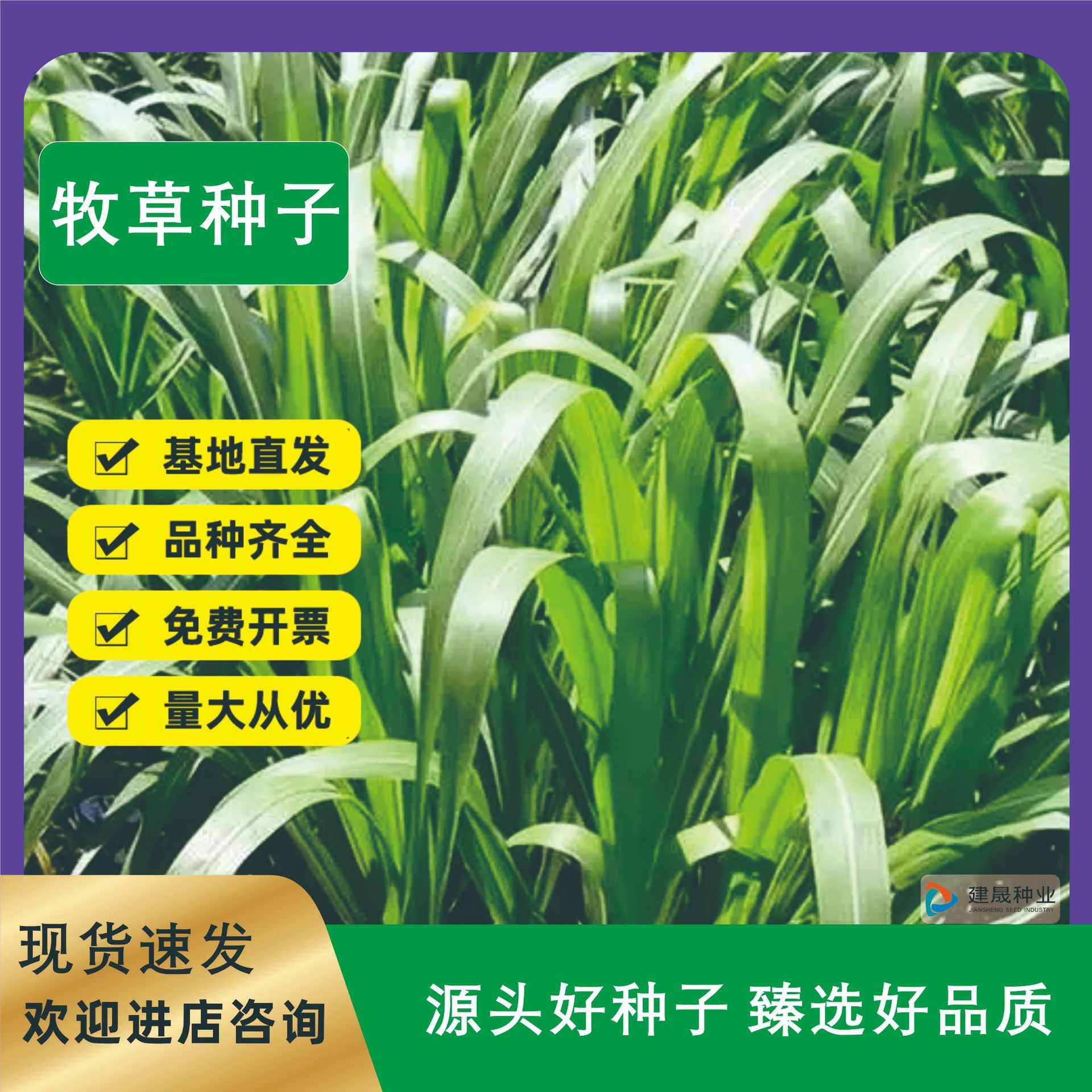 牧草种子冬牧70黑麦草苜蓿苏丹草高丹草大叶菊苣四季牛羊鱼鸡鸭鹅