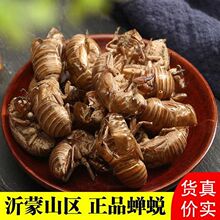 新货正品无硫蝉蜕皮中药材知了壳蝉蜕粉毛猴原料包邮婵壳自然脱落
