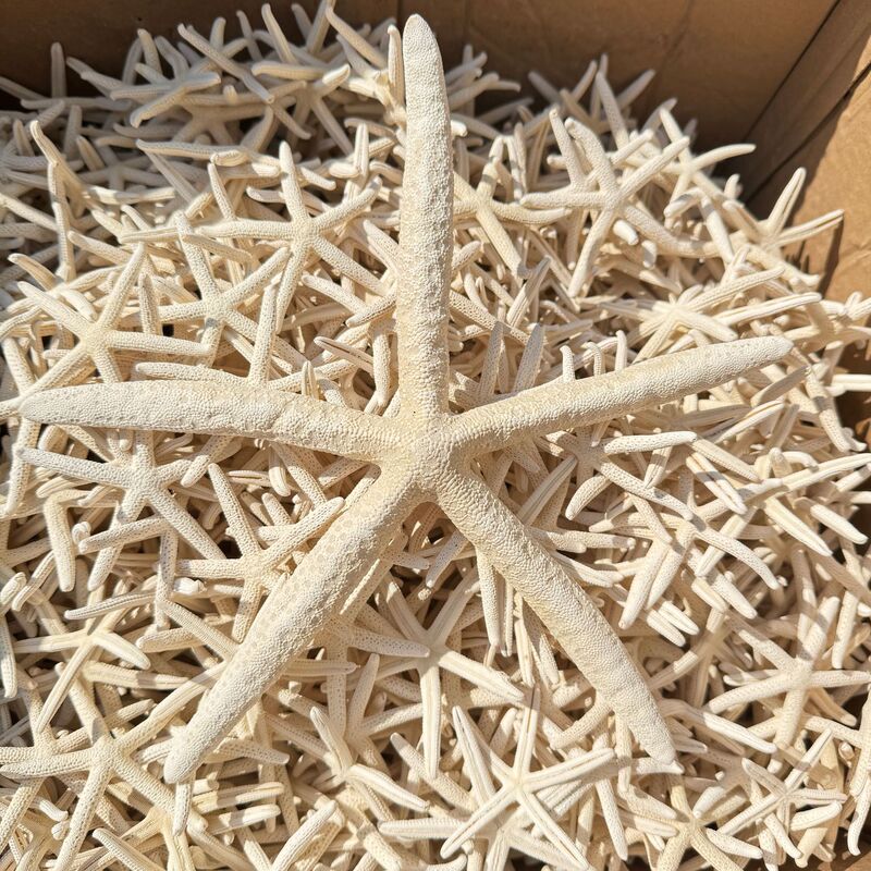Research Shell Conch Five Fingers Starfish Micro Landscape diy Eternal Flower Landscaping Decoration Crafts Set Props Research Shell Conch Five Fingers Starfish Micro Landscape diy Eternal Flower Landscaping Decoration Crafts Set Props