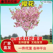 һ�����l�M���ձ�����љѻ���������ľͥԺ�����ϱ����Nֲ��G��