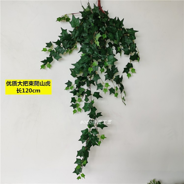 Parthenocissus의 실버 품질 번들