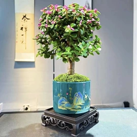 盆栽;花盆容器;盆景