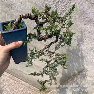 ̨�����辰�Ϙ��[�����F�辰ֲ��͏d����ʽӭ�����������Եذؘ�