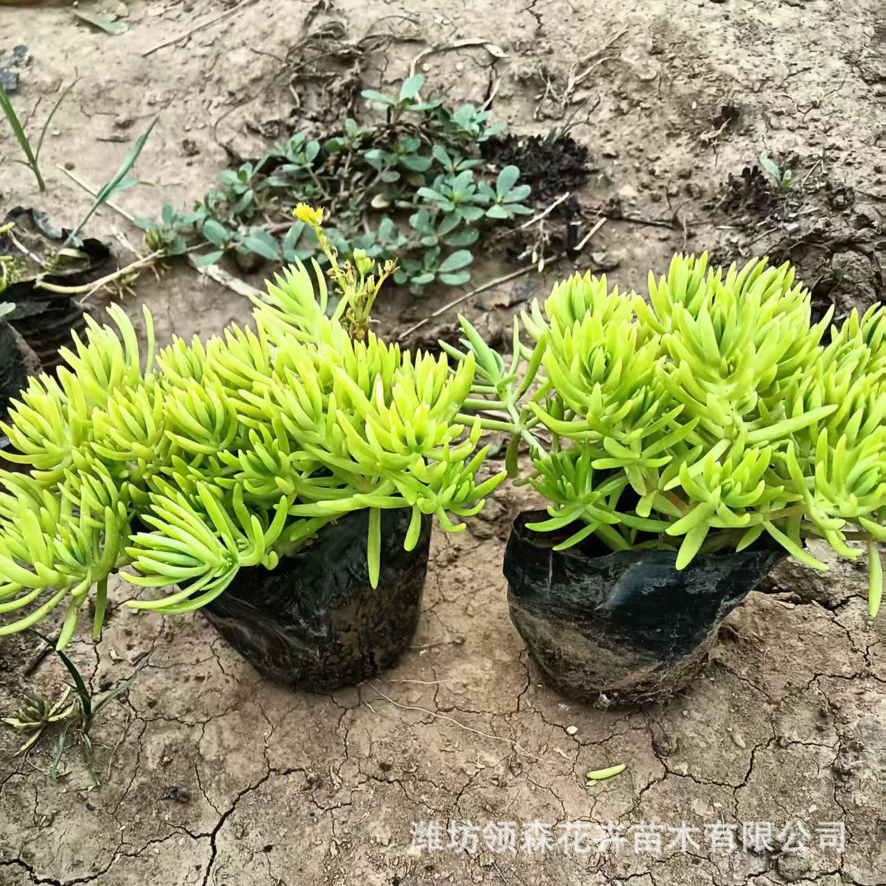金叶佛甲草方盘佛甲草金叶佛甲草绿叶佛甲草黄金条地被造景穴盘苗