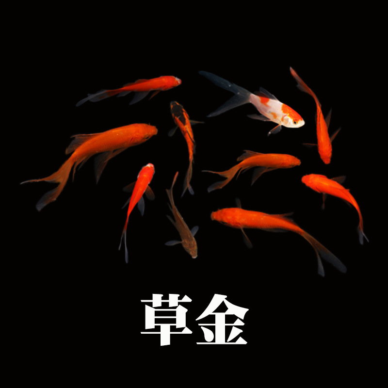 冷水観賞魚、日本鯉、純種ドイツ鯉、飼育しやすい、大正三色赤白稚魚金魚|undefined