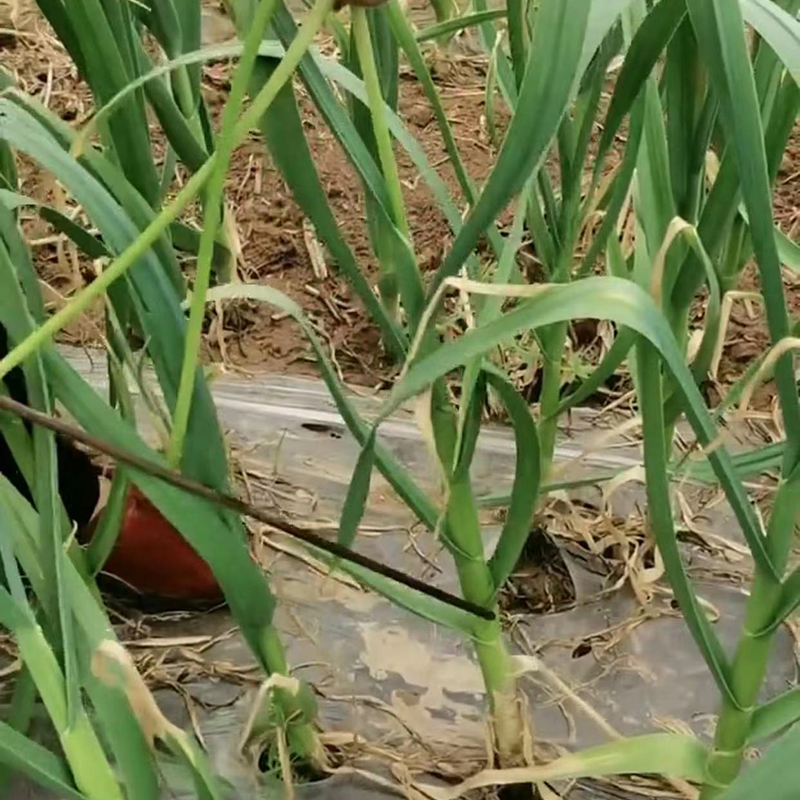 j8工具蒜苔蒜苔蒜薹抽剥刀划刀收割收割刀蒜薹蒜苔的抽g3