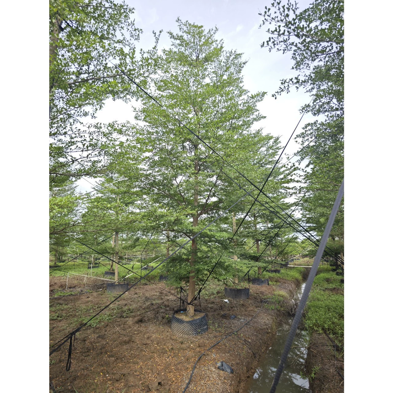 Гуандун Чжуншань, мелколистная терминалия, тонколистная терминалия, садово-строительные работы, цветочная терминалия, озеленение рассады, уличные деревья, контейнерные рассады