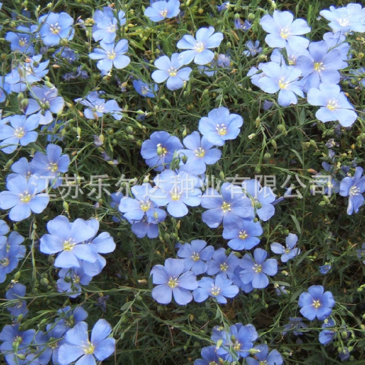 Оптовая Синий Цветок Льна Семена Цветов Холодный и Засукаемый Многолетний Балкон Горшечный Цветочный Двор Пейзаж Озеленение Семена Цветов