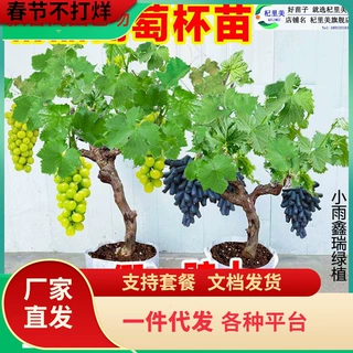 一件代发巨峰葡萄树果苖阳光玫瑰果树苗夏黑无籽盆栽蓝宝石耐寒蓝