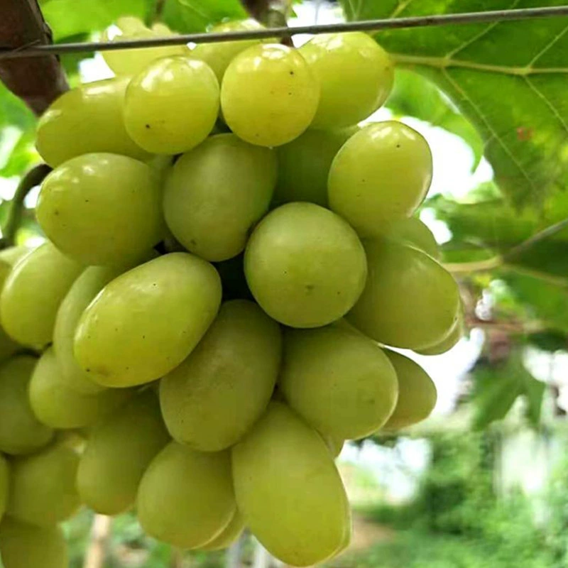 База оптом прививка Осенняя хрустящая аутентичная Нефритовая драконская Роза Sweet Earth саженцы винограда