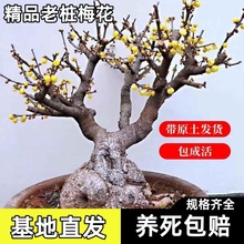 腊梅花树苗盆栽梅花盆景红梅耐寒老桩浓香型花卉植物室内阳台盆栽