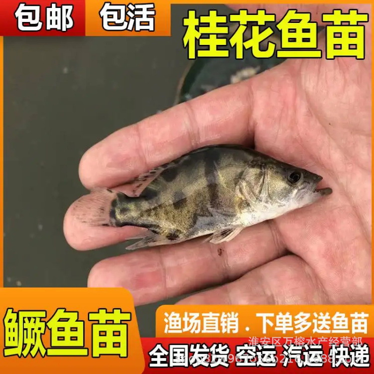 鳜鱼苗