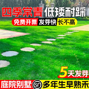 Early-Maturing Turf Grass Seeds, Cold-Resistant Perennial Greening, Evergreen, Low-Growing, Trample-Resistant Grass Seeds, Turf Seeds