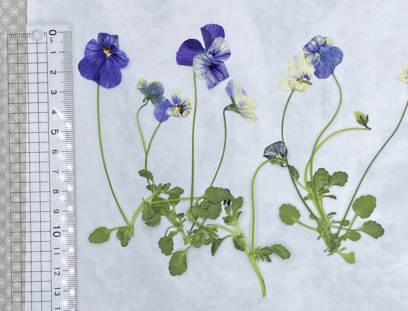 押し花パンジーパンジー小さなウサギpressedローヤーズドライフラワー押し花うちわ花材スタンドドライフラワー|undefined