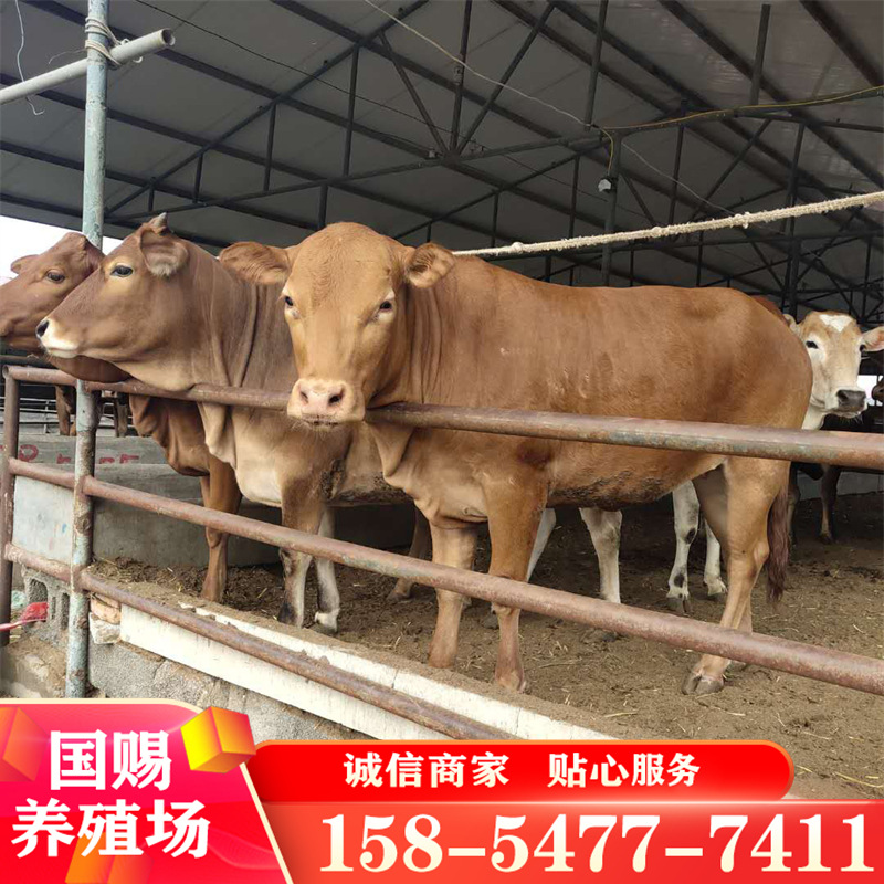 广西养肉牛 肉牛养殖成本 养什么品种的肉牛好 鲁西黄牛
