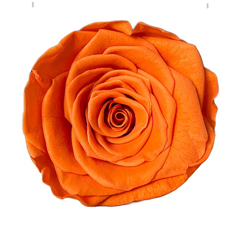 4-5cm 8 Flores, grado B DIY flores eternas, rosas eternas, Yunnan Kunming al por mayor, flores preservadas