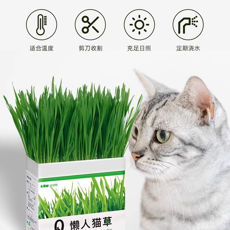 Hierba para gatos en invierno, bolas de pelo en macetas, semillas perezosas, bolas de pelaje, granos liofilizados, bocadillos para gatos, menta para gatos