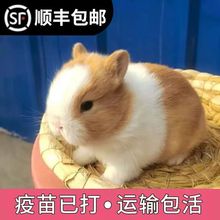 荷兰垂耳兔活物小型公主侏儒兔宠物兔家养长不大茶杯兔迷你小兔子