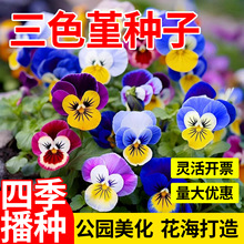 ��ɫ���N��С�����󻨺�����؈Ę�������滨�̨�����ļ����N�׻�