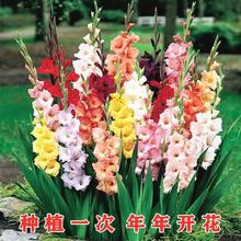 ѷNmԻ҃ȾGֲļ_͏dͥԺֲˮֲ