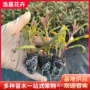 春季盆栽粉花千鸟花穴盘苗