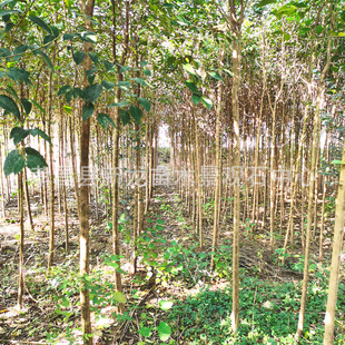 �ļ����� �ļ������糣�G�ļ����ļ�����ľ�ļ����ɽ�G��������