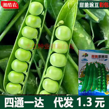 �㶹�N�������������㶹�N�Ӵ��ﲥ�N��ͥ�@ˇ�߲˷N�������׻�