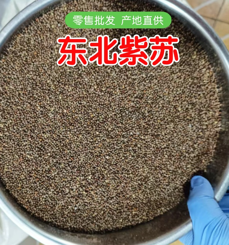 Northeast Fresh Perilla Seeds Zi Su Zi Edible Perilla Seed 500g Direct from Jilin overview