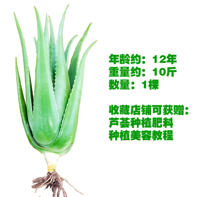 美容院库拉索芦荟苗盆栽多肉植物美容灌肤补水食用室内外花卉绿植
