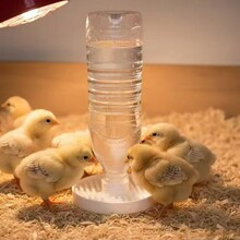 跨境爆款芦丁鸡雏鸡防溺水喂水器小鸡喂水器宠物饮水器自动流水